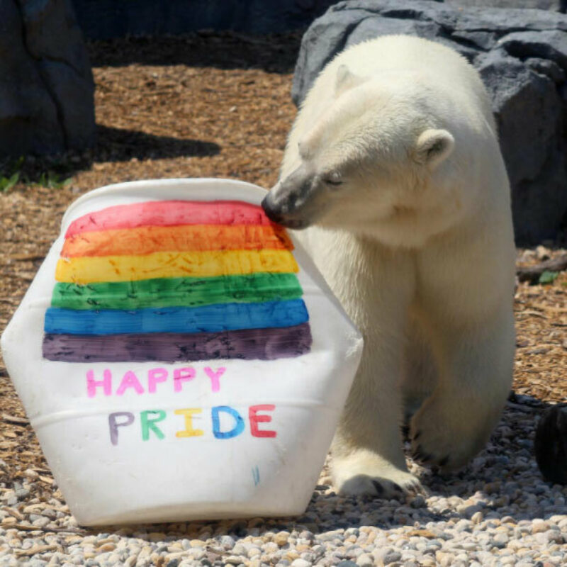 Pride at the zoo
